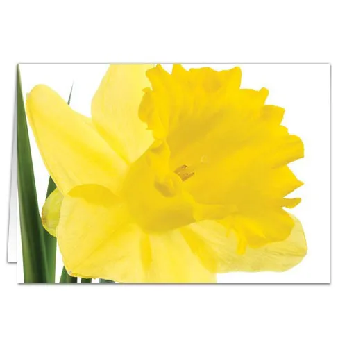 Send flowers and add best wishes on the card with daffodil