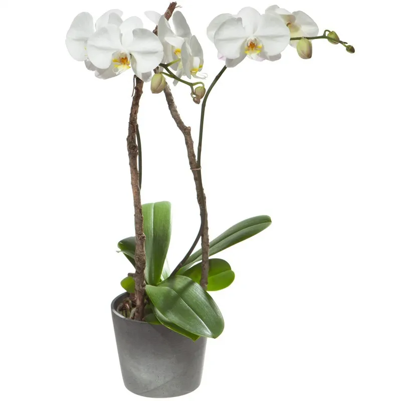 Biała orchidea w doniczce