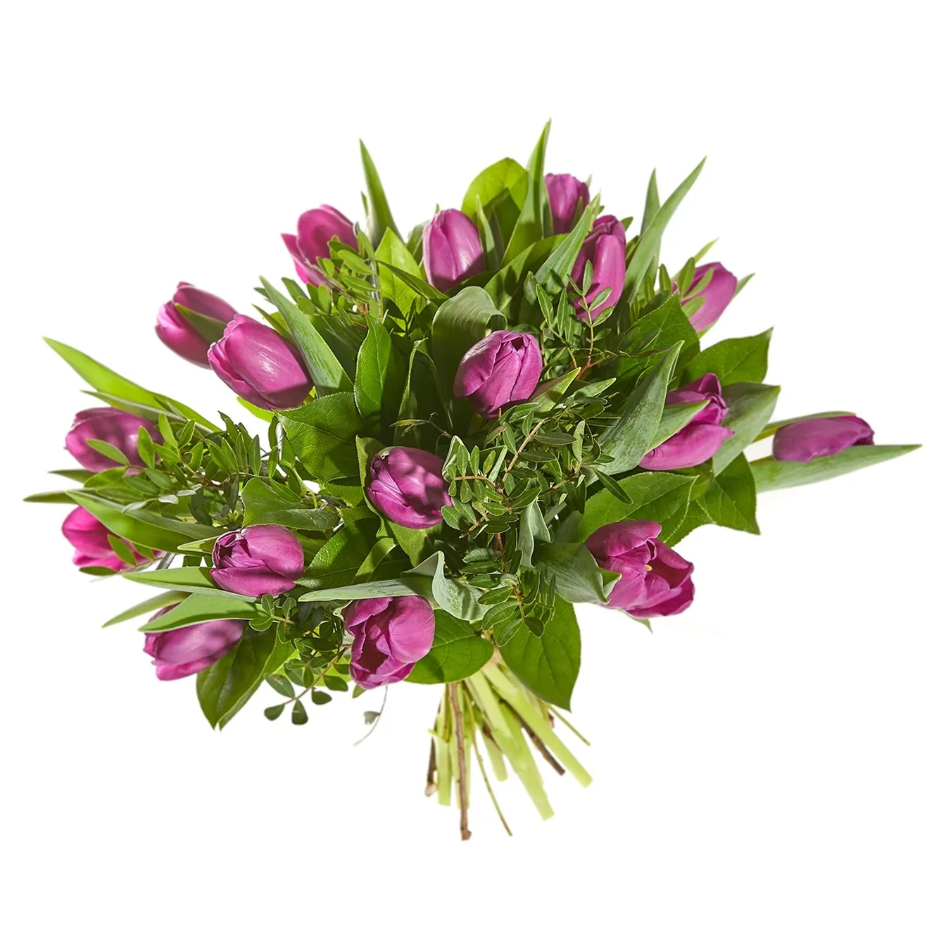 Fioletowe tulipany