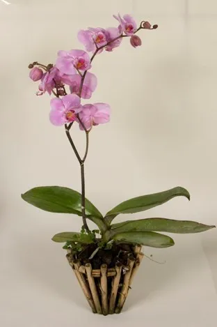 Orchid plant - Israel