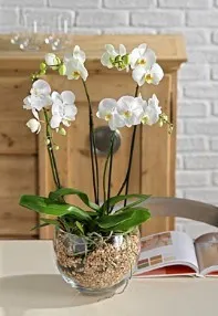 Orchid plant - Israel