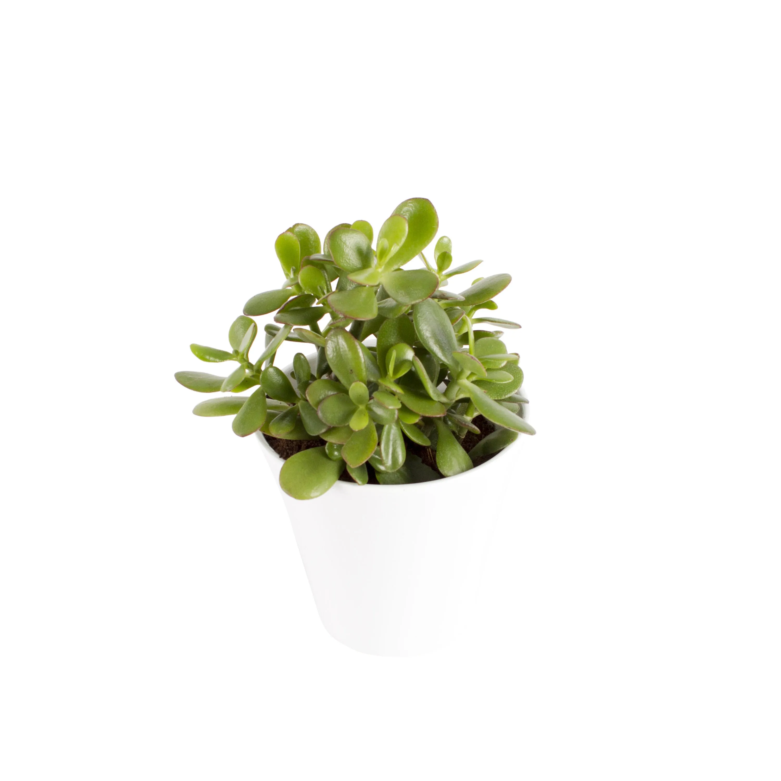 Jade plant