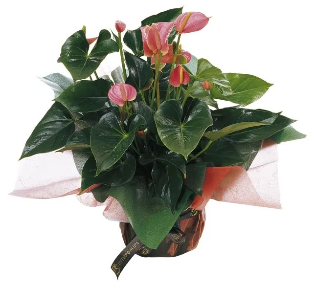 anthurium