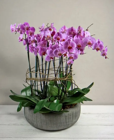 Falenopsis Różowy