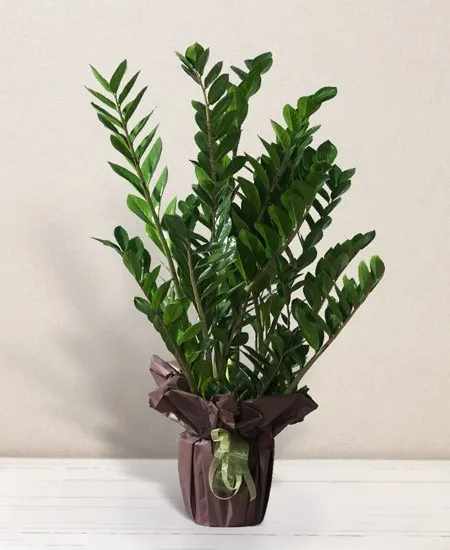 Zamia