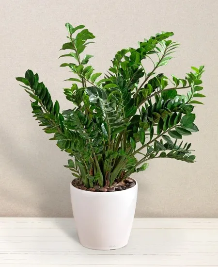 Zamia w doniczce
