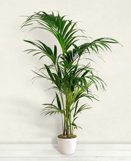 Kentia