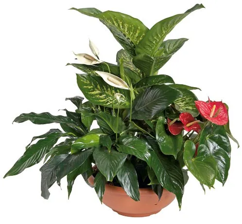 Arrangement of Plants - Israel
