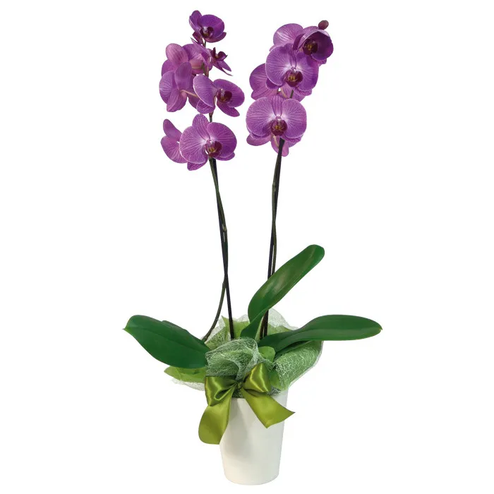 Phalaenopsis in an interesting flowerpot for a man and a woman alike. Order flowers online.