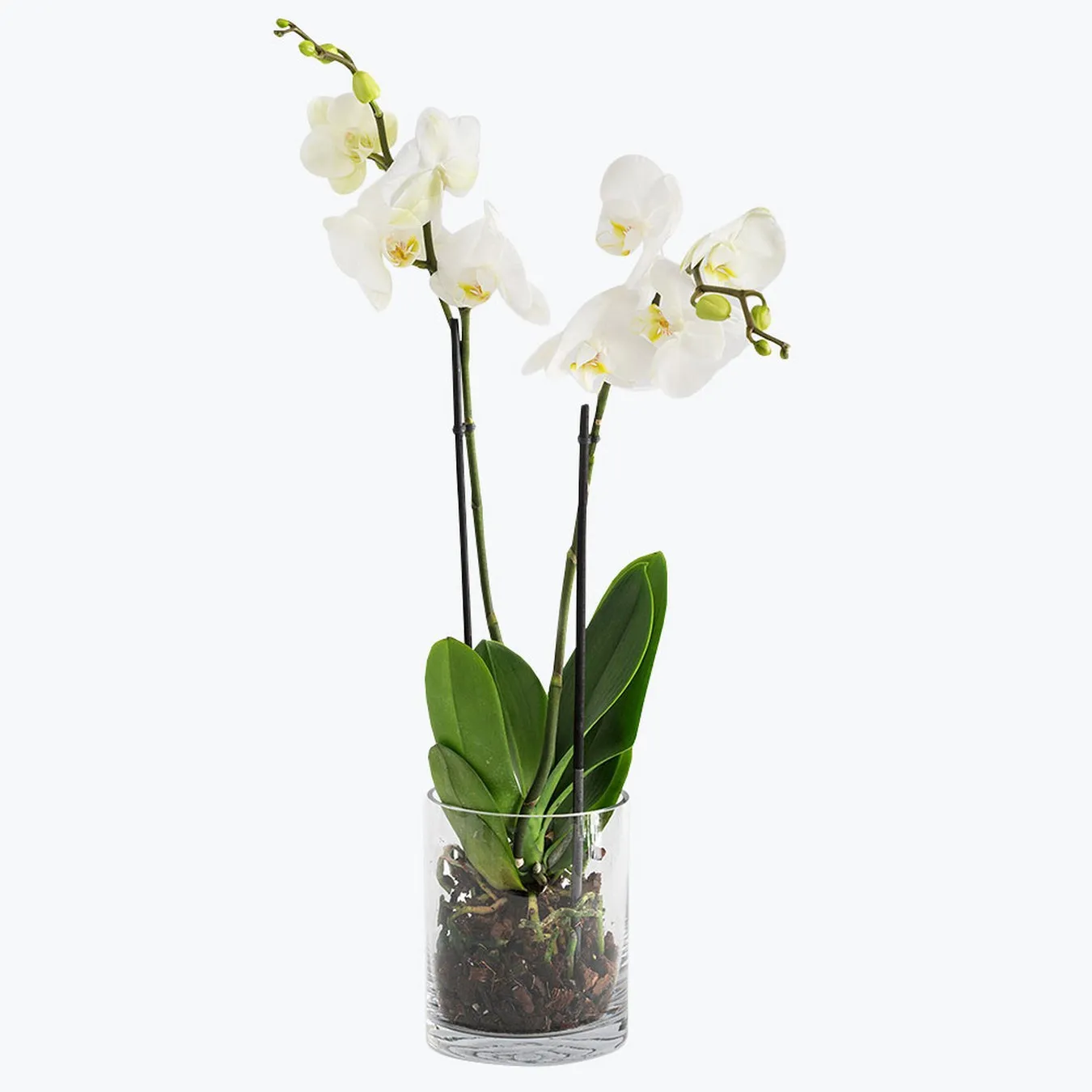 White orchid