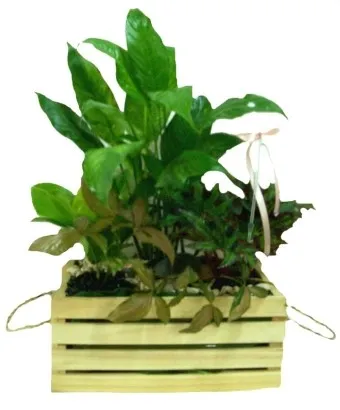Plants Arrangement