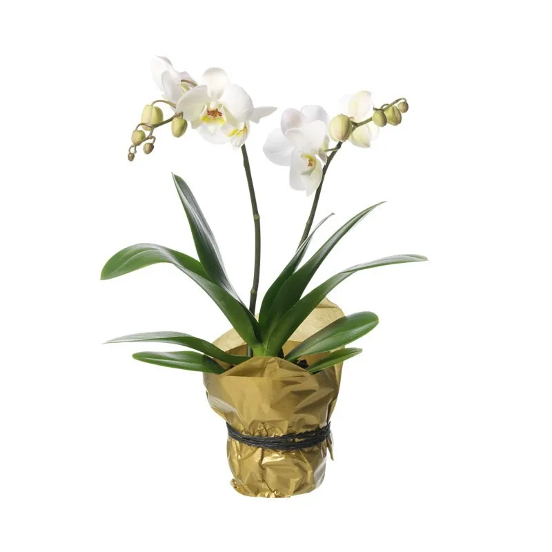 Single plant Orchid, white - Sweden