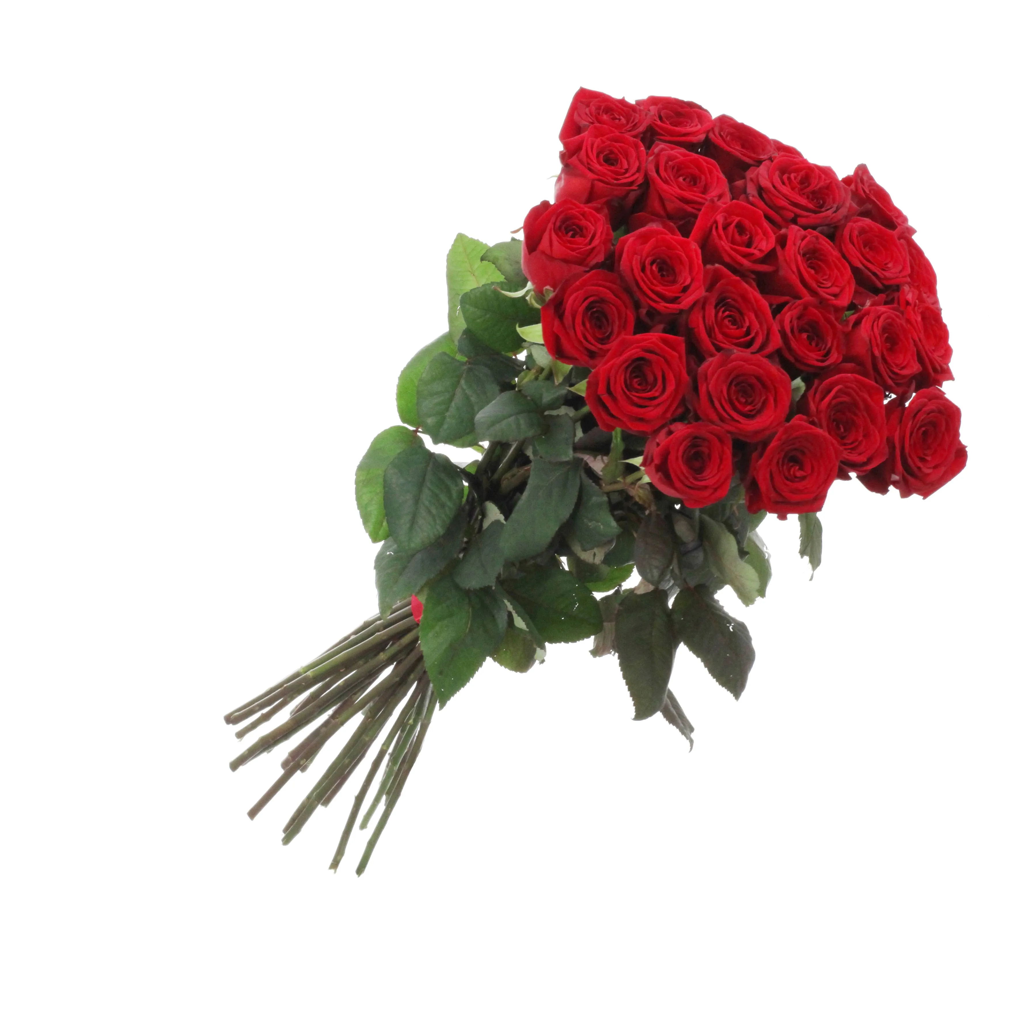 Bunch of 21 red roses - Uzbekistan