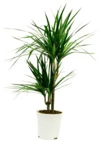 Dracaena - Grecja