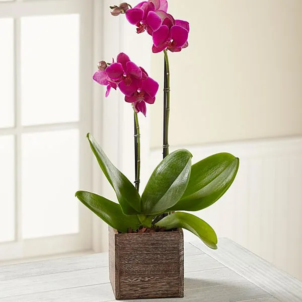 Storczyk FTD Fuchsia Phalaenopsis Orchid - Bermudy