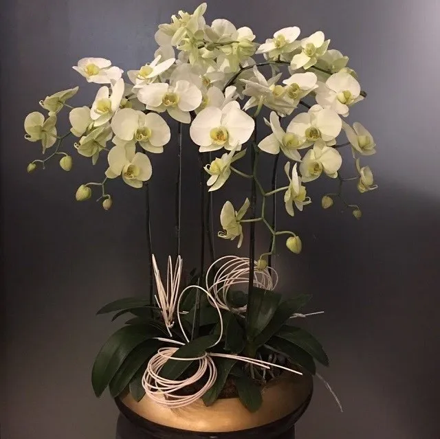 Orchidee w ceramicznej doniczce - Wietnam