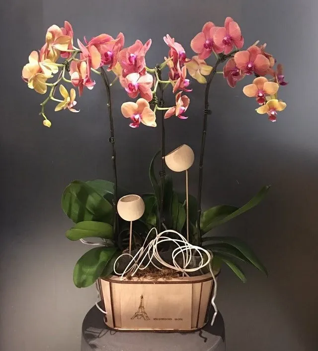 Orchidee w drewnianym wazonie - Wietnam