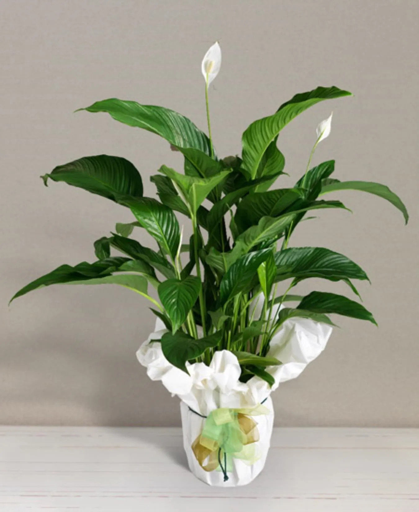 Spathiphyllum - Romania