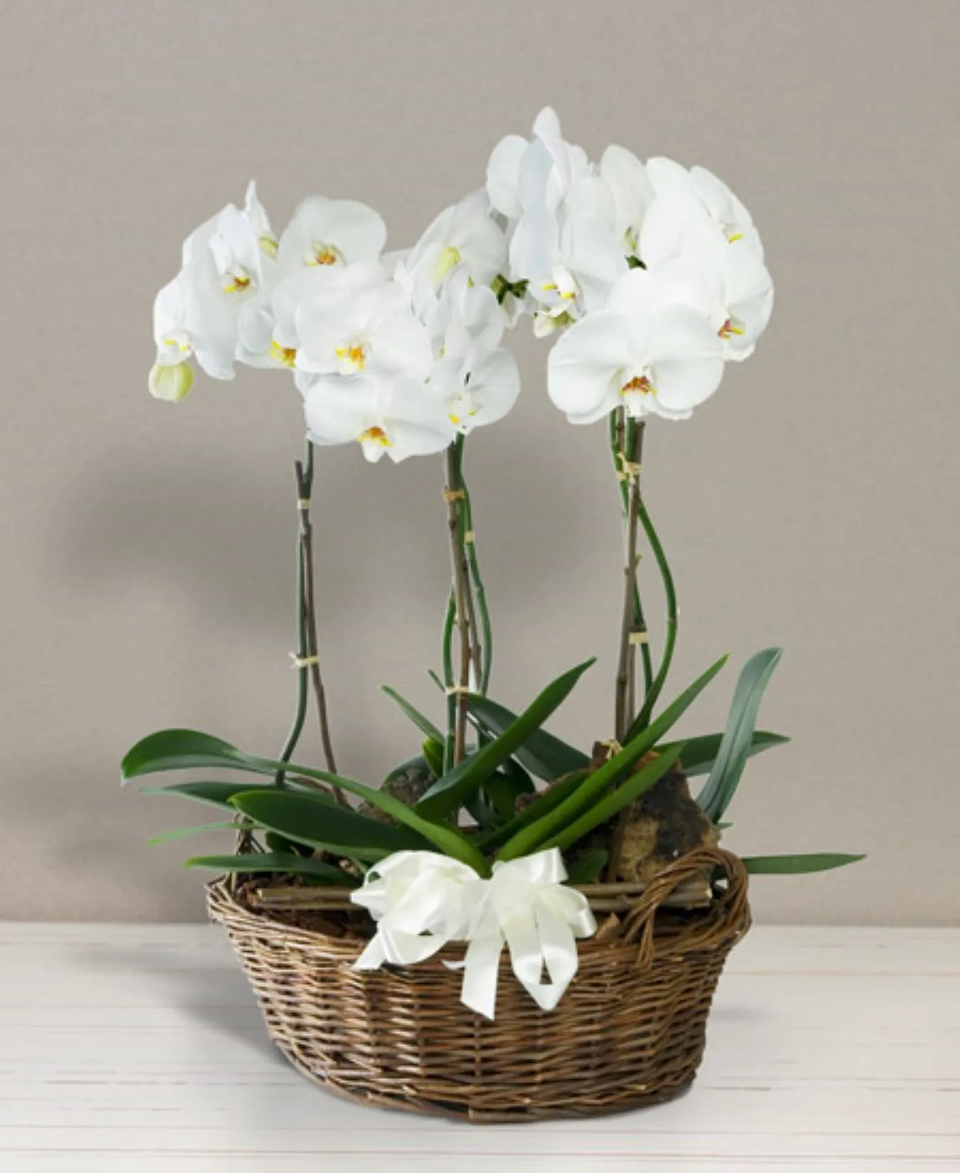 Basket with orchids - Romania