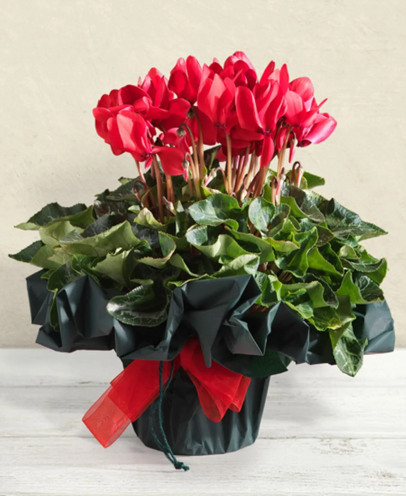 Red Cyclamen plant - Romania