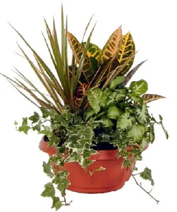 Arrangement of Plants - Israel