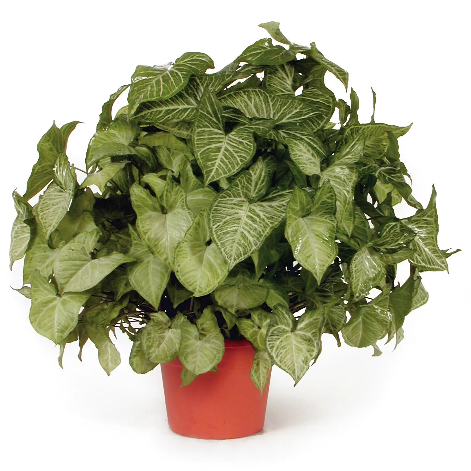 Syngonium - Israel