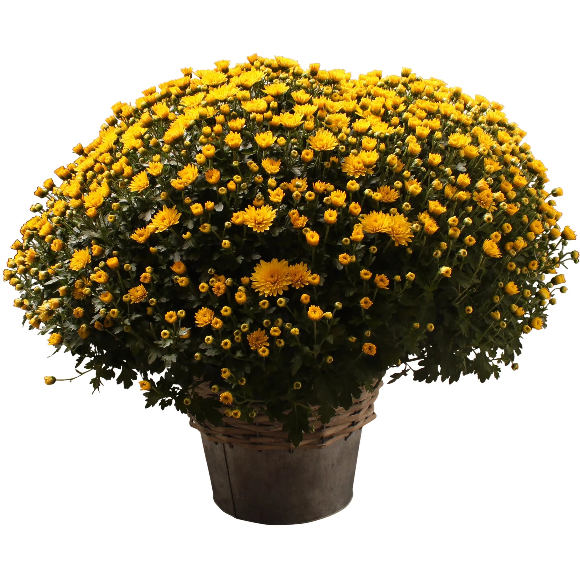 Chrysanthemum - Belgium