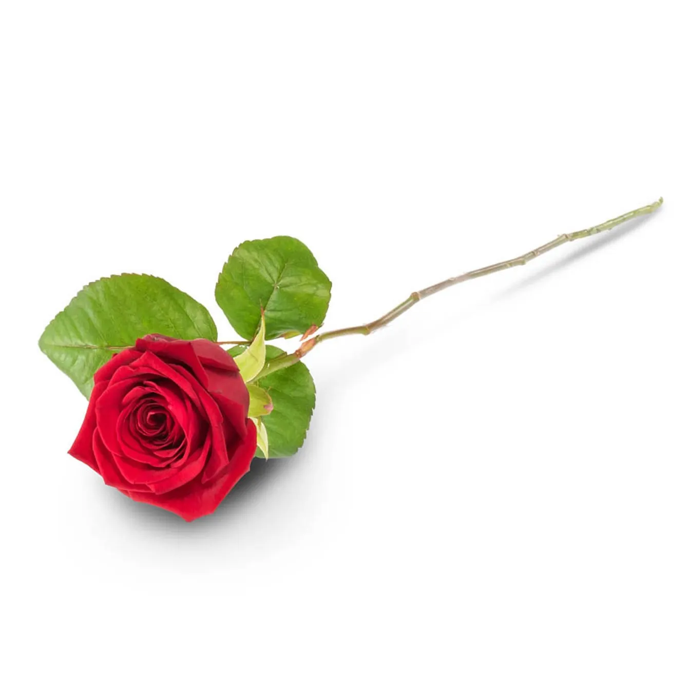 Single Red Rose - Finland