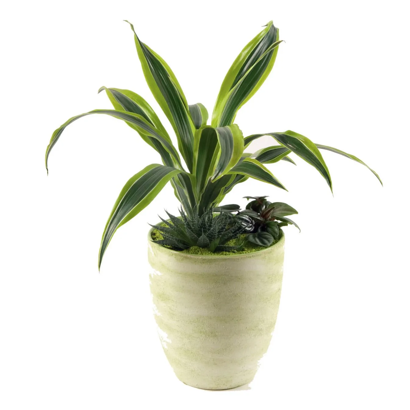 Arrangement of Plants - Finland