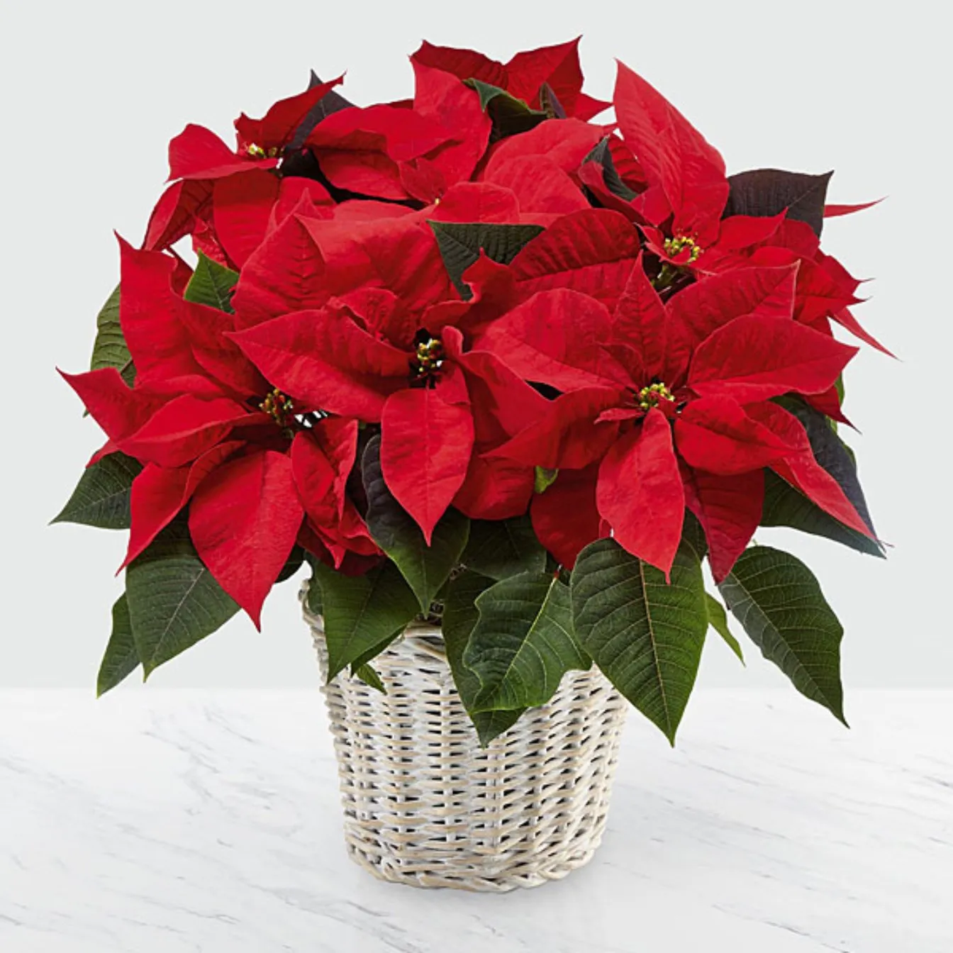 The Red Poinsettia Basket (Large) - Salwador