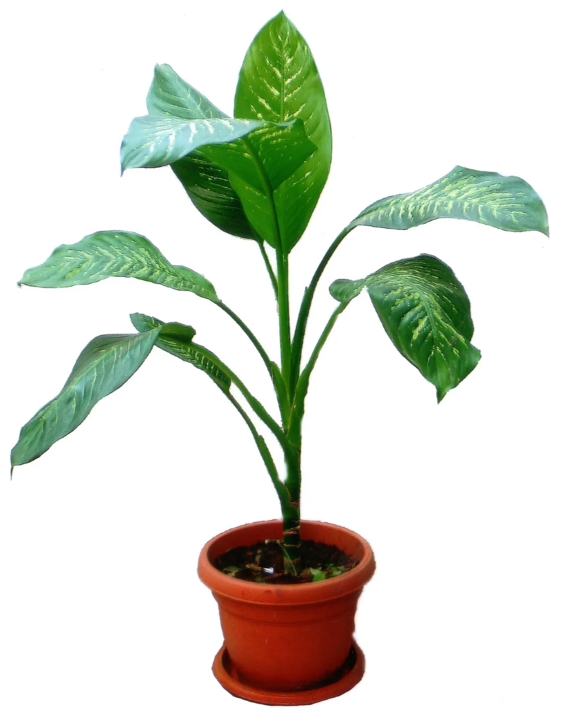 Single Green Plant