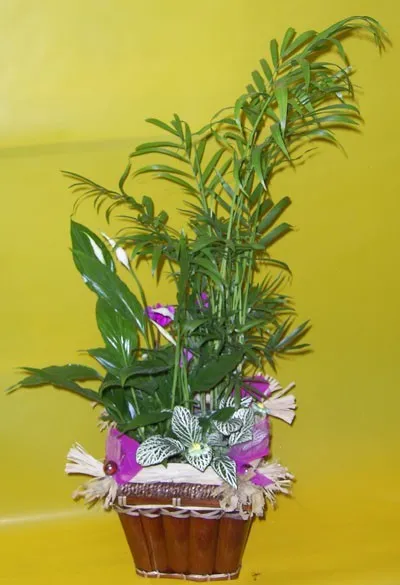 Arrangement of Plants