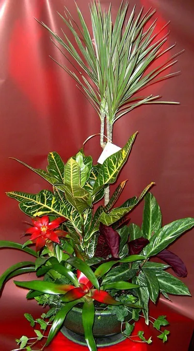 Arrangement of Plants