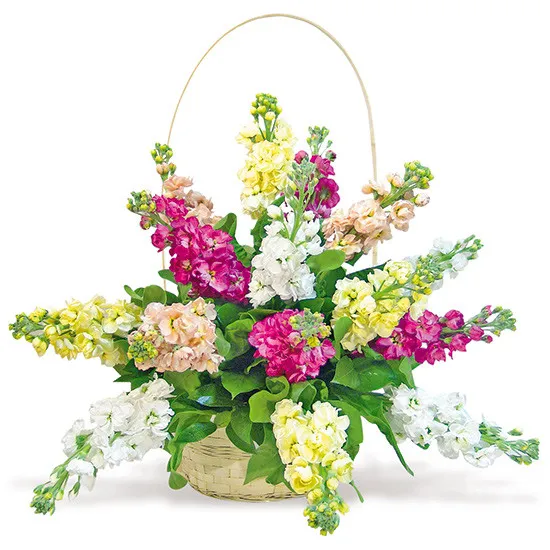 A composition of coloured gillyflowers in a basket, A composition of gillyflowers