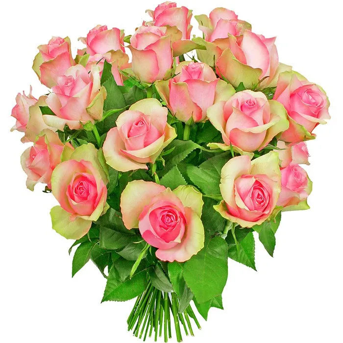 Flowers Dreaming, 18 pink roses arranged round, a bouquet of pink roses