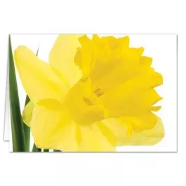 Daffodil