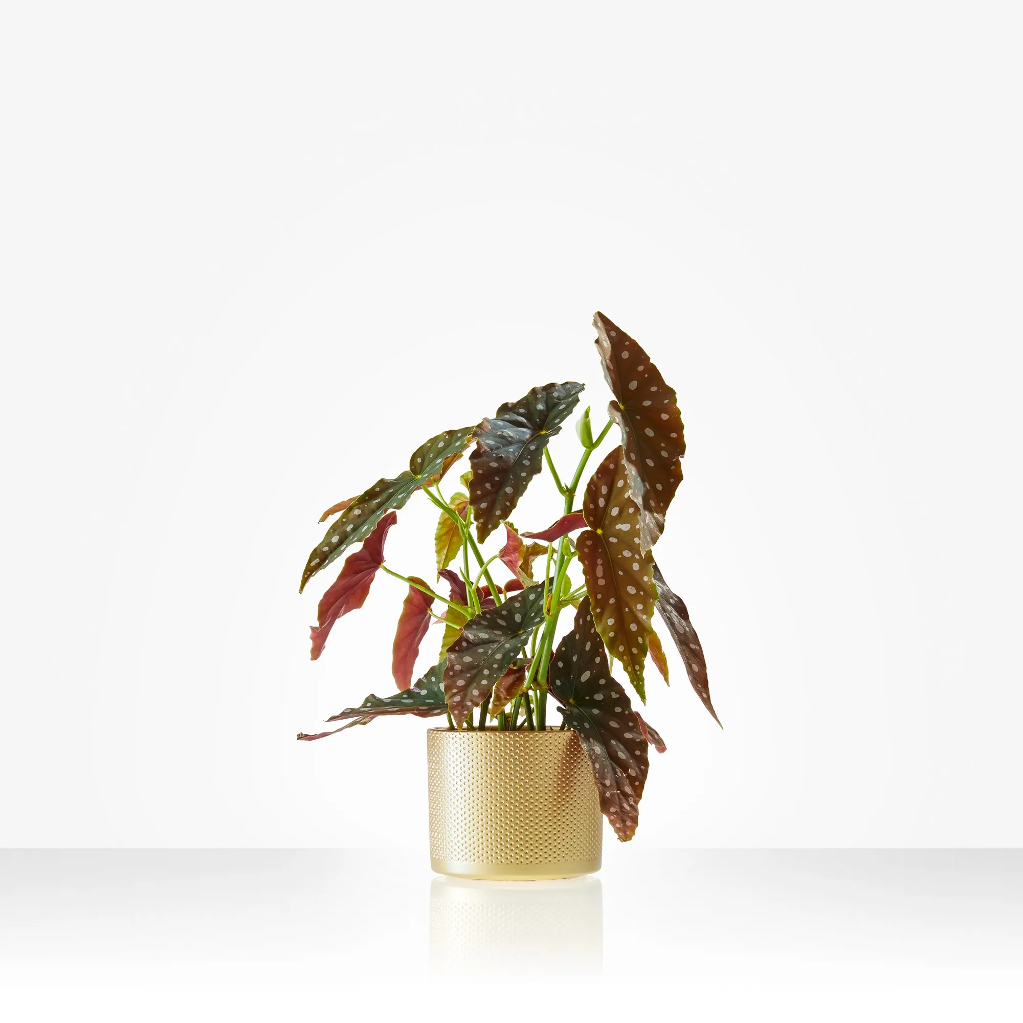 Plant: Polka dot plant; including pot