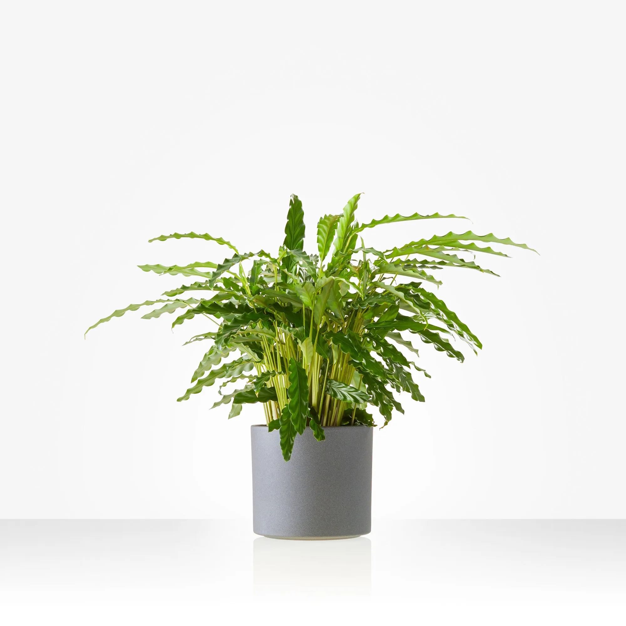 Plant: Calathea; including pot