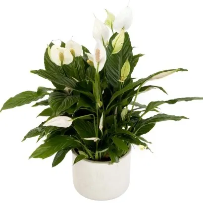Plant Spathiphyllum, incl. pot