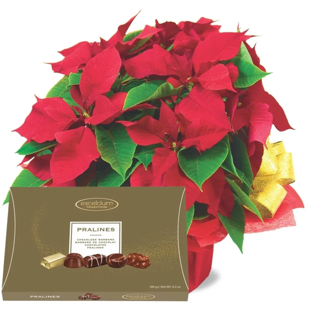 Bethlehem Star, Excelcium pralines, Flower delivery