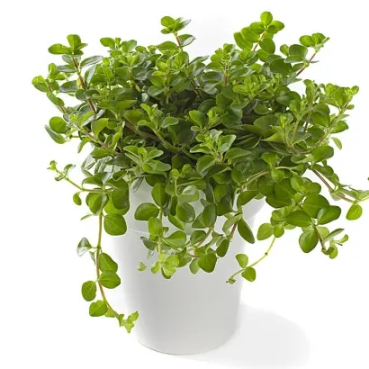 Poczta Kwiatowa® - Peperomia. Wysyłka do Holandii