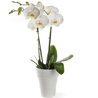 Orchidea w doniczce