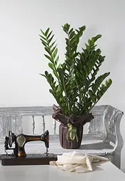 Zamia Plant
