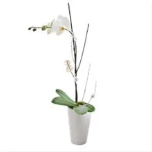 pink buttercups and wild flowers bouq