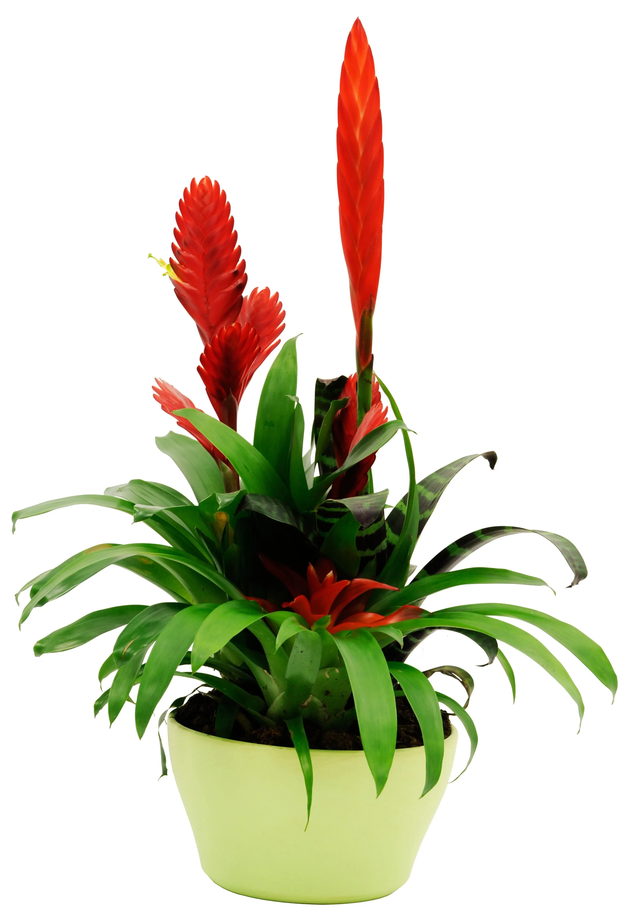 Bromelias 