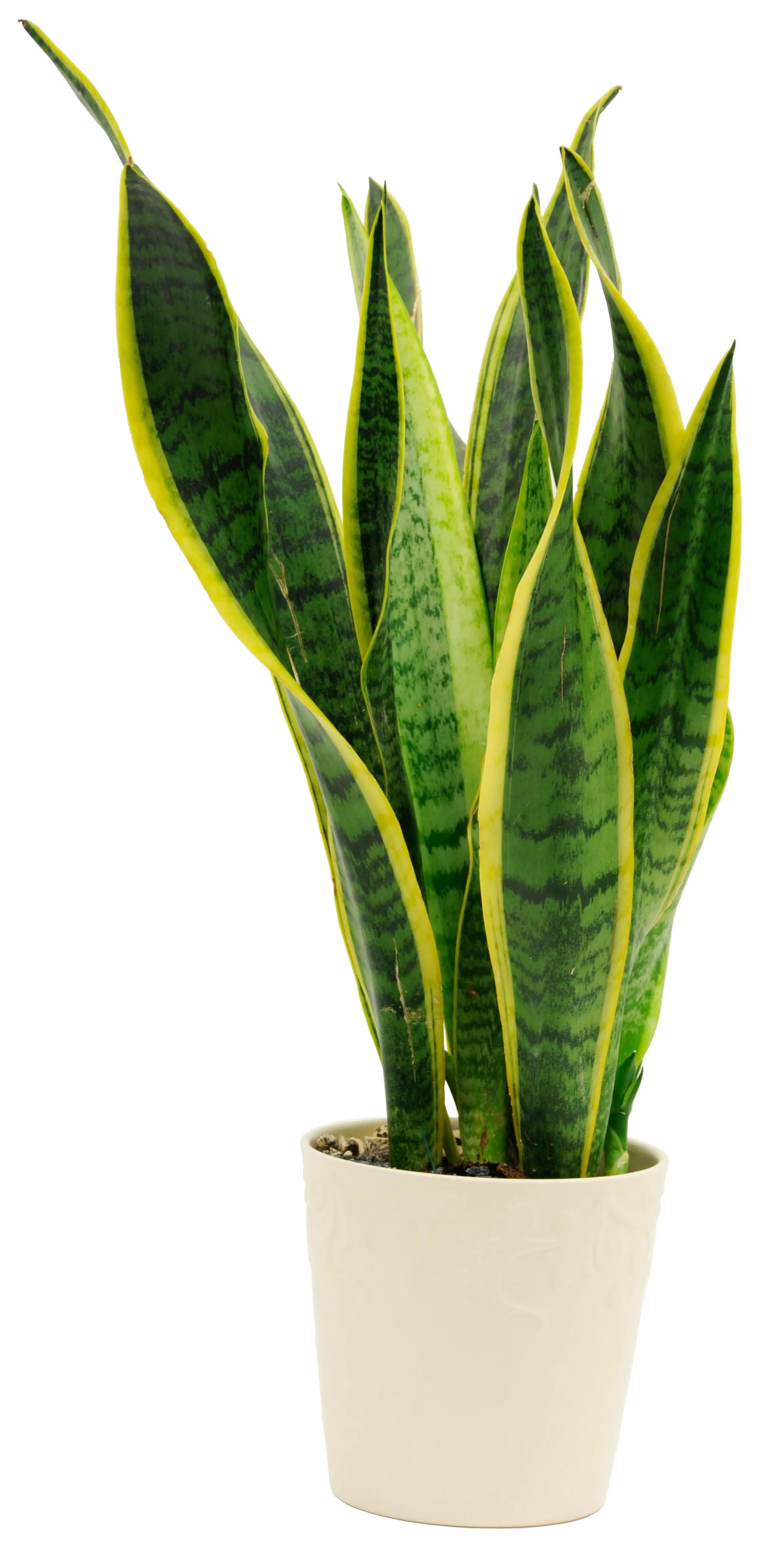 Sansevieria - Grecja