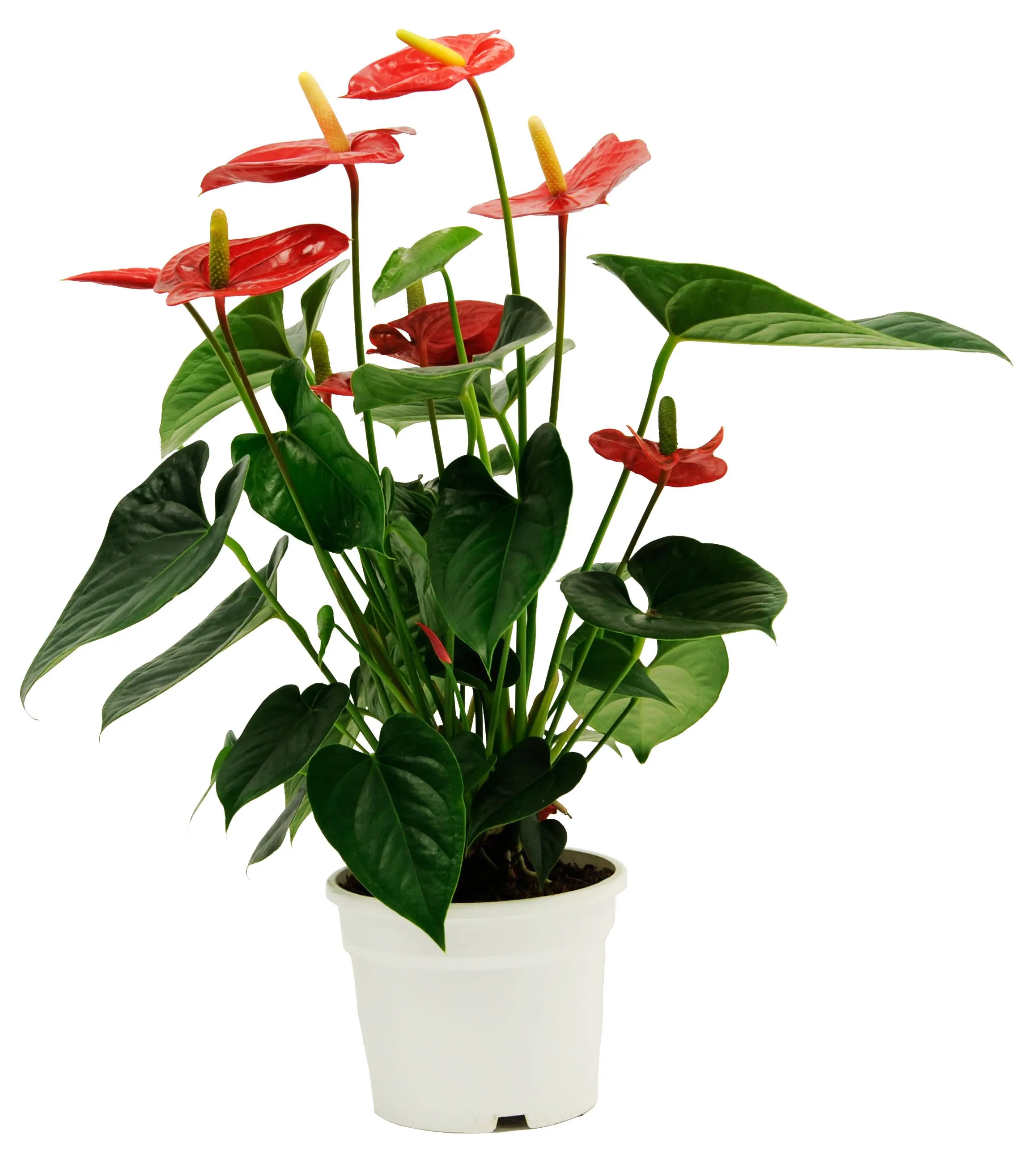 Anthurium in RED - if substituted pls as similar as possible - Syria