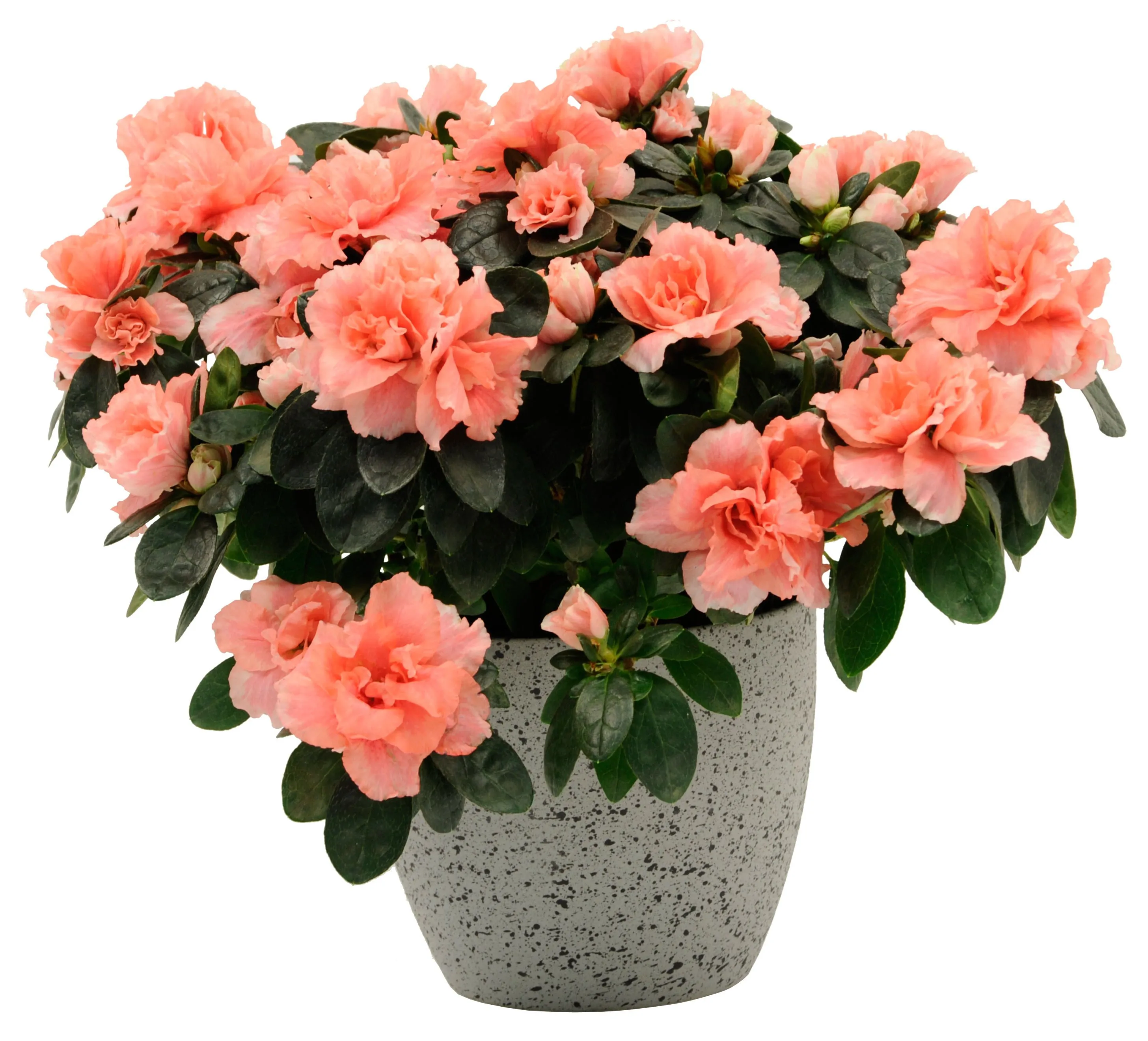 Azalea - Slovakia