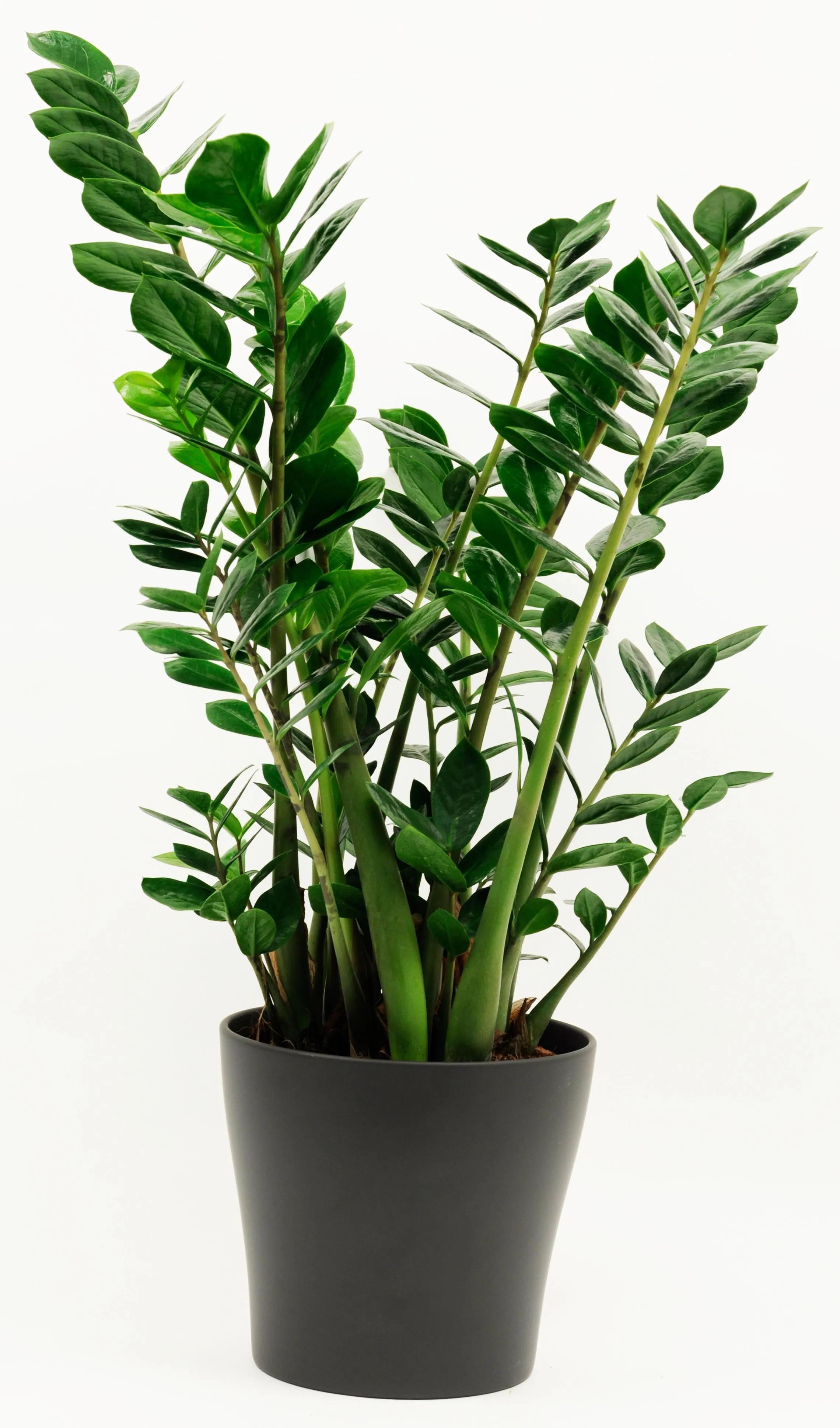 Zamioculcas in ceramic pot – if substituted pls as similar as poss - Syria