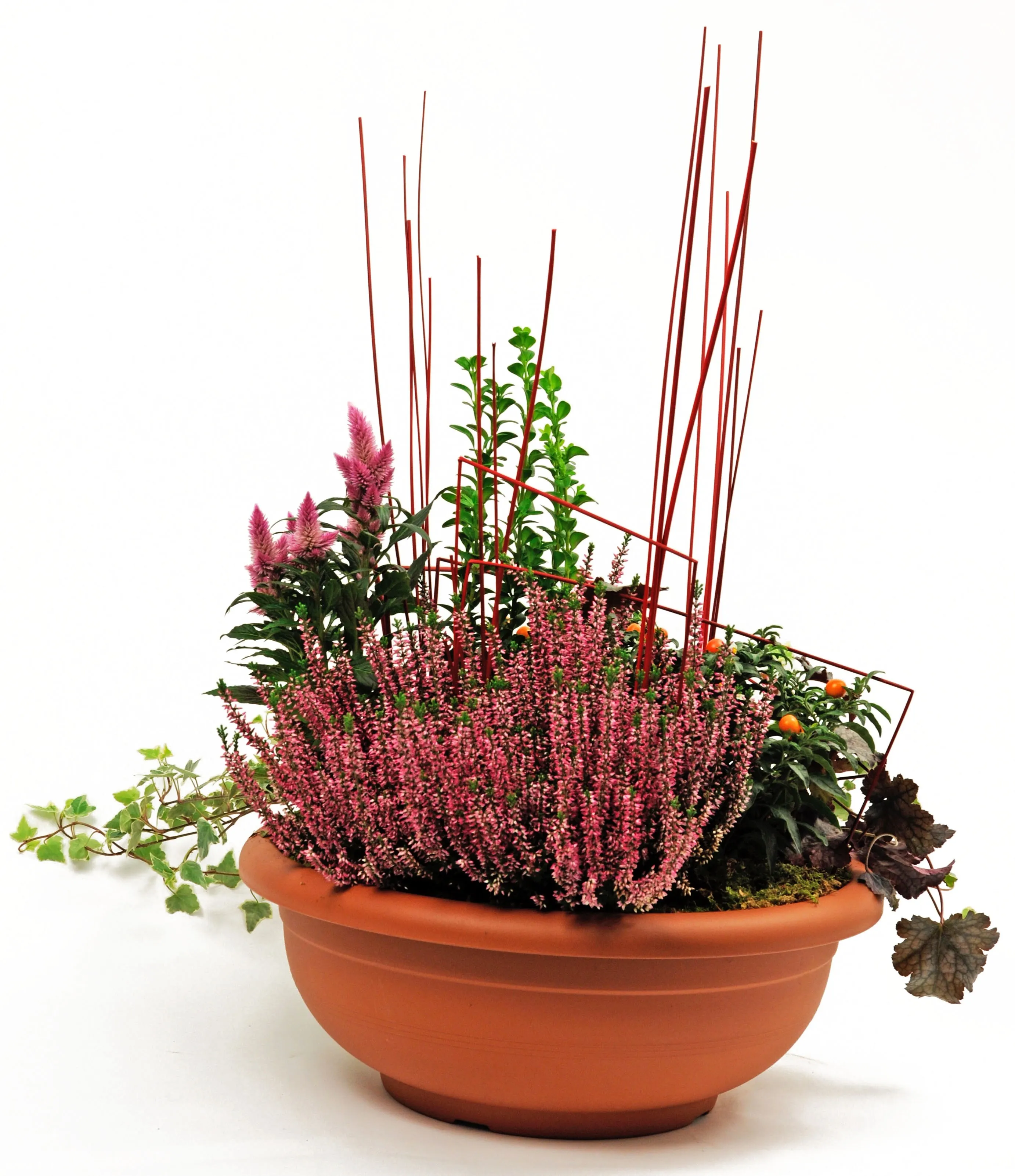 Mixed outdoor plant ARR for the grave - all Saints' Occasion